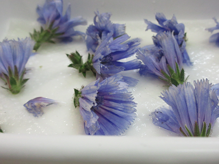 チコリの花が咲きました アーティチョークを収穫しました 野菜もりもり 地道にお弁当